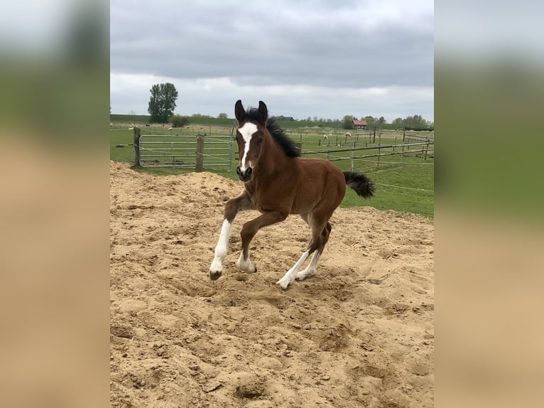 Shire Horse Mix Stute Fohlen (04/2026) Brauner in Haselau