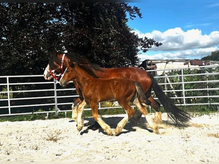 Shire Horse Stute Fohlen (06/2025) Brauner in Wittmund