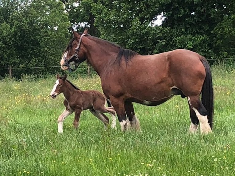 Shire Horse Stute Fohlen (06/2025) Brauner in Wittmund