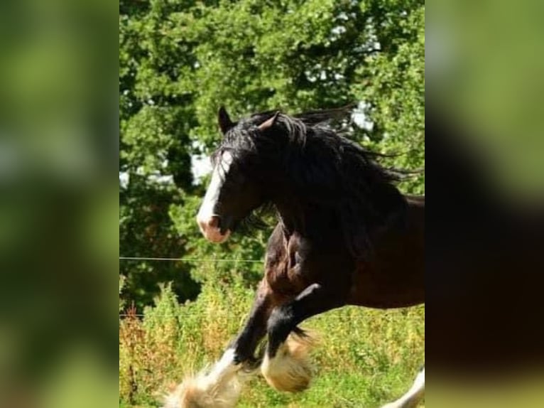 Shire Horse Stute Fohlen (06/2025) Brauner in Wittmund