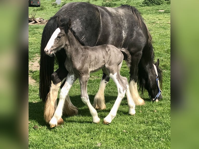 Shire Horse Stute Fohlen (05/2026) Rappe in Haselau