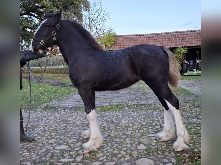 Shire Horse Stute Fohlen (05/2025) Rappe in Oldenzaal Shire Horse Stute Fohlen (05/2025) Rappe in Oldenzaal