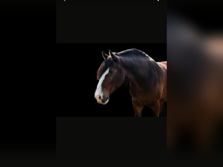 Shire Horse Wallach 10 Jahre 186 cm Brauner in Sachsen anhalt