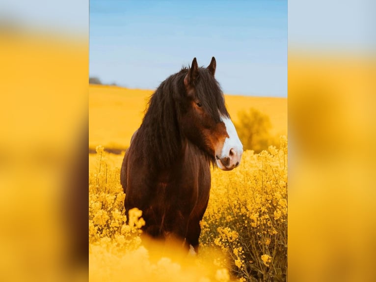 Shire Horse Wallach 10 Jahre 186 cm Brauner in Sachsen anhalt