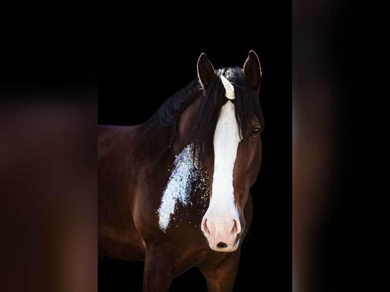 Shire Horse Wallach 10 Jahre 186 cm Brauner in Sachsen anhalt