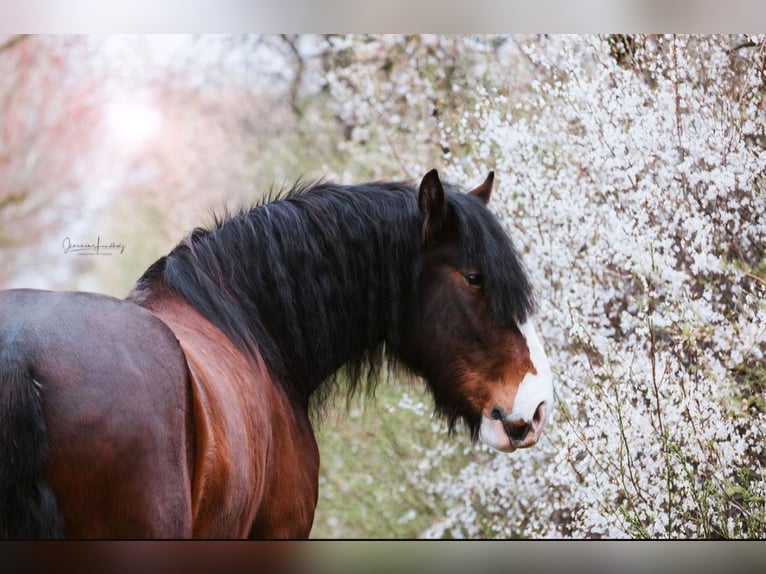 Shire Horse Wallach 10 Jahre 186 cm Brauner in Sachsen anhalt