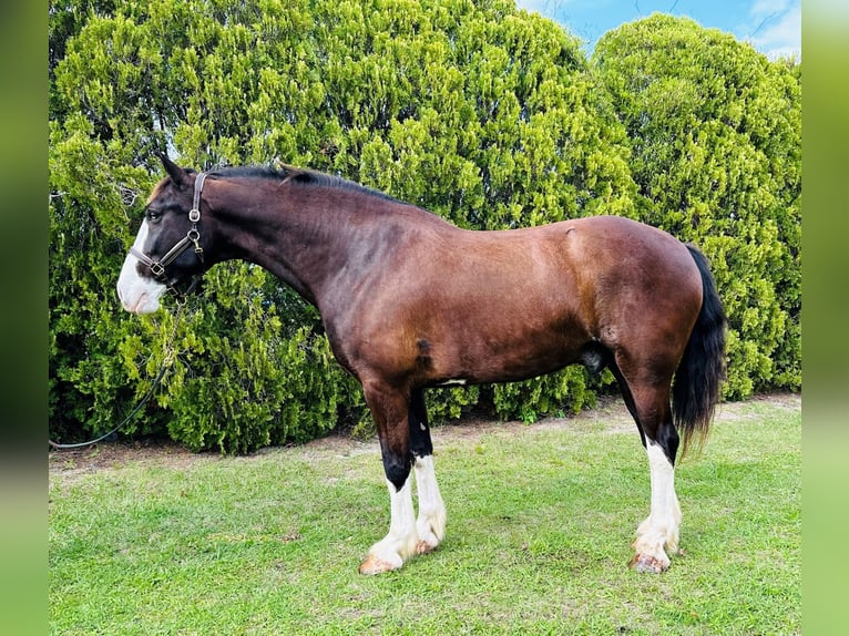 Shire Horse Mix Wallach 12 Jahre 180 cm Rappe in Williston