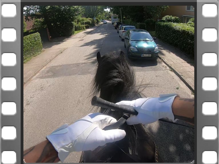 Shire Horse Wallach 12 Jahre 184 cm Rappe in Hamburg Osdorf