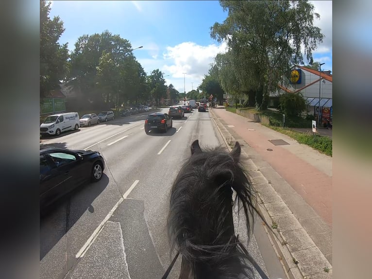Shire Horse Wallach 12 Jahre 184 cm Rappe in Hamburg Osdorf