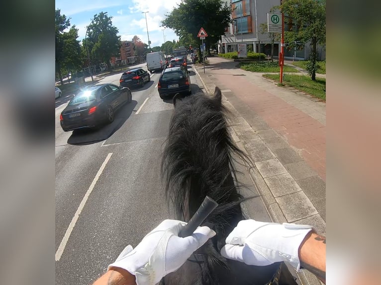 Shire Horse Wallach 12 Jahre 184 cm Rappe in Hamburg Osdorf