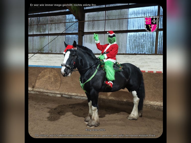 Shire Horse Wallach 12 Jahre 184 cm Rappe in Hamburg Osdorf