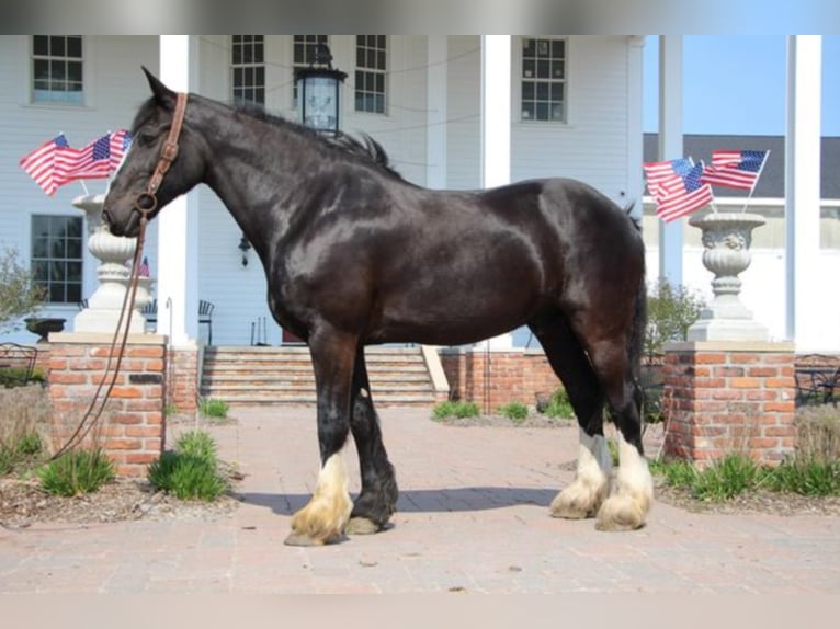 Shire Horse Wallach 13 Jahre 173 cm Rappe in Highland MI