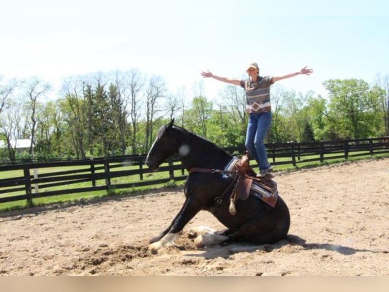 Shire Horse Wallach 14 Jahre 173 cm Rappe in Highland MI