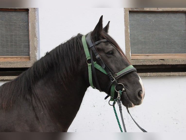 Shire Horse Wallach 14 Jahre 185 cm Rappe in Görzke