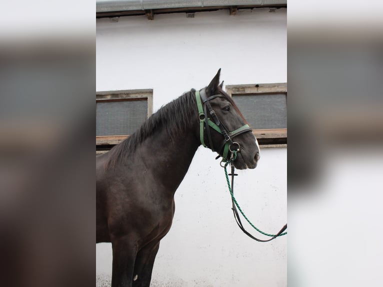 Shire Horse Wallach 14 Jahre 185 cm Rappe in Görzke