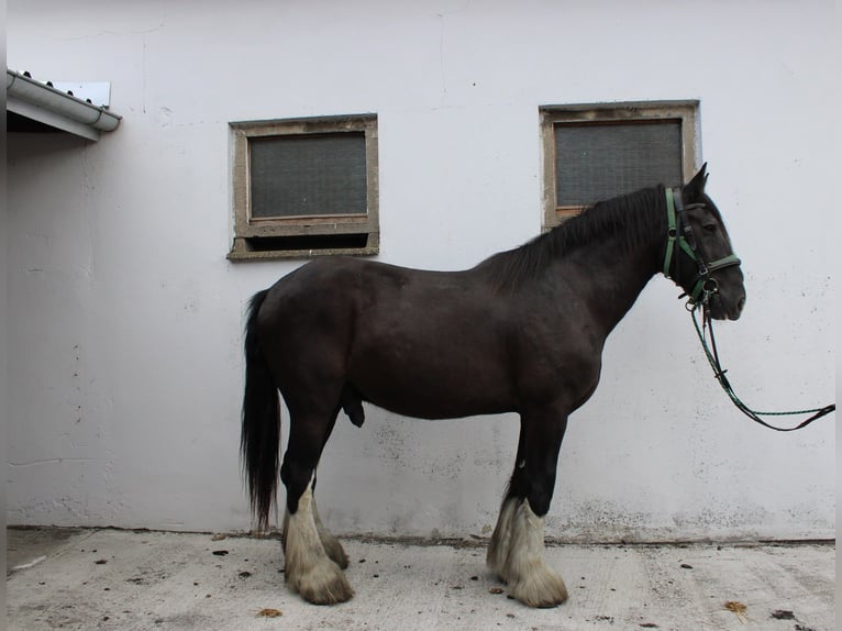 Shire Horse Wallach 14 Jahre 185 cm Rappe in Görzke
