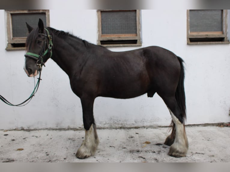 Shire Horse Wallach 14 Jahre 185 cm Rappe in Görzke