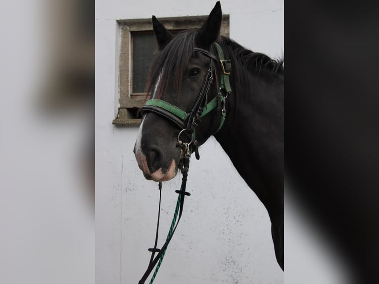 Shire Horse Wallach 14 Jahre 185 cm Rappe in Görzke