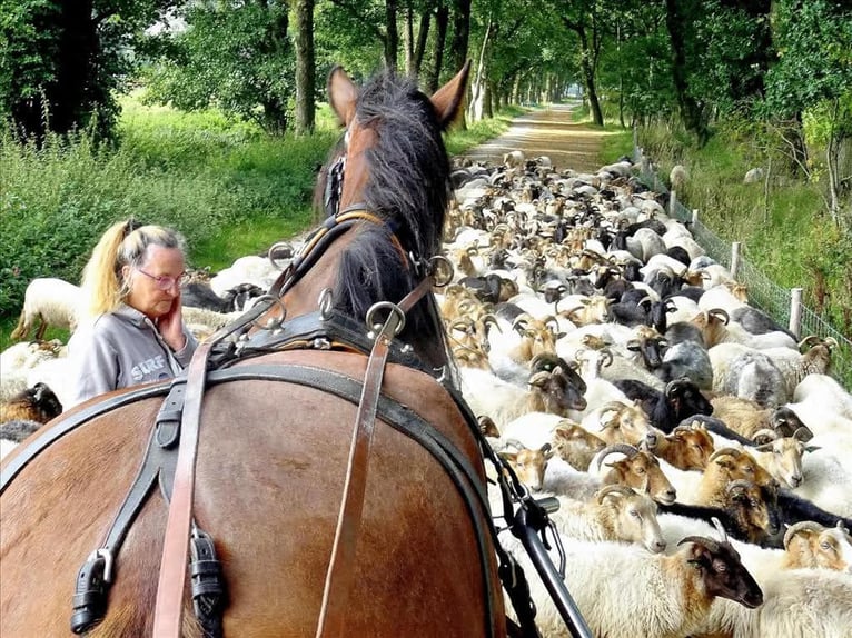 Shire Horse Wallach 14 Jahre 190 cm Dunkelbrauner in Tynaarlo