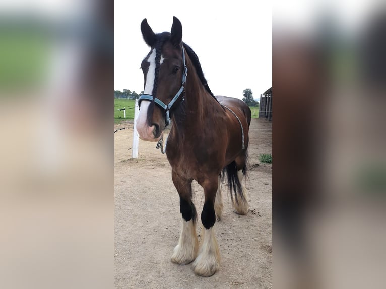 Shire Horse Wallach 15 Jahre 176 cm Brauner in St.Pölten