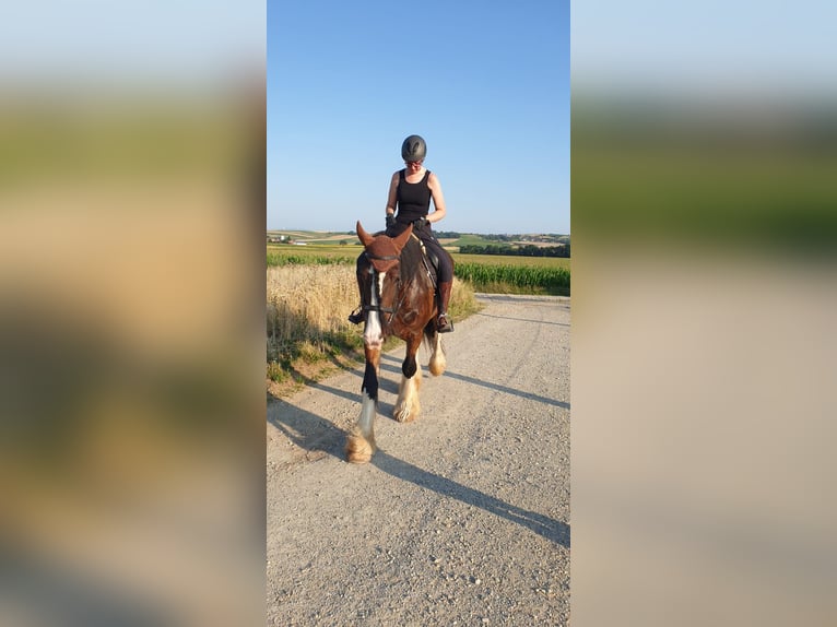 Shire Horse Wallach 15 Jahre 176 cm Brauner in St.Pölten