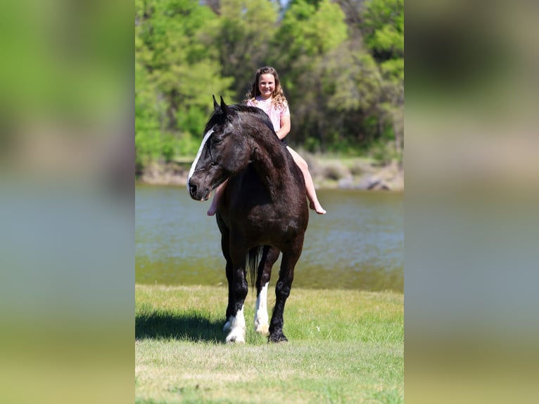 Shire Horse Mix Wallach 16 Jahre 168 cm Rappe in Forney