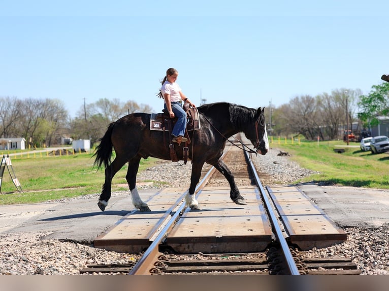 Shire Horse Mix Wallach 16 Jahre 168 cm Rappe in Forney