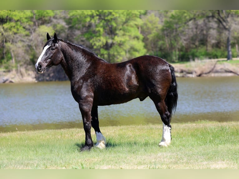 Shire Horse Mix Wallach 16 Jahre 168 cm Rappe in Forney