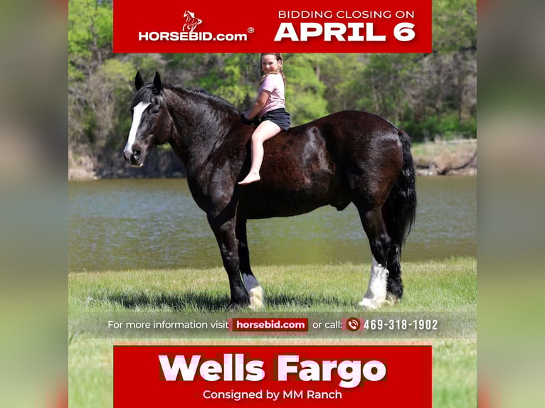 Shire Horse Mix Wallach 16 Jahre 168 cm Rappe in Forney