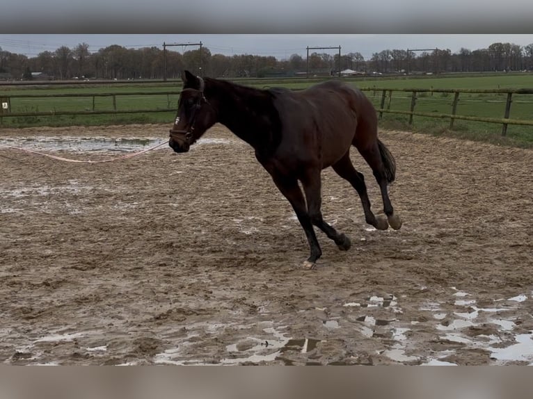 Shire Horse Wallach 16 Jahre 170 cm Dunkelbrauner in Apeldoorn
