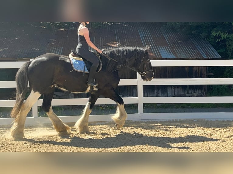 Shire Horse Wallach 18 Jahre 177 cm Rappe in Morsbach