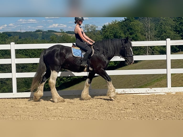 Shire Horse Wallach 18 Jahre 177 cm Rappe in Morsbach