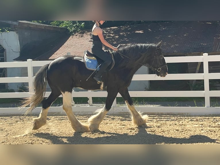 Shire Horse Wallach 18 Jahre 177 cm Rappe in Morsbach