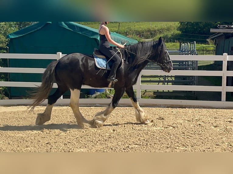 Shire Horse Wallach 18 Jahre 177 cm Rappe in Morsbach