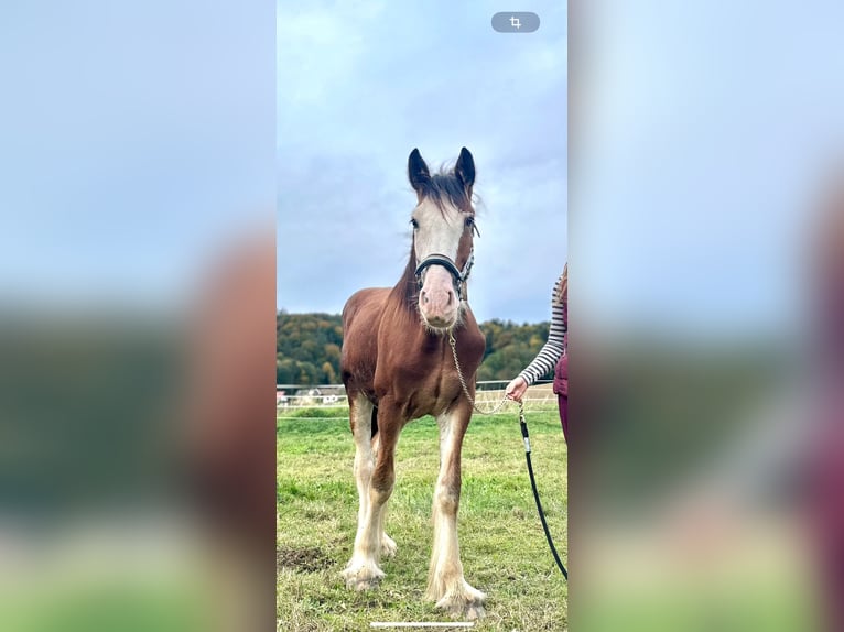 Shire Horse Wallach 1 Jahr Brauner in Deggendorf