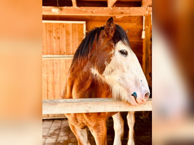 Shire Horse Wallach 1 Jahr Brauner in Deggendorf