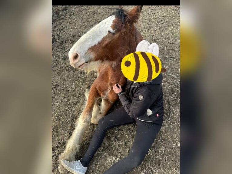 Shire Horse Wallach 1 Jahr in Deggendorf