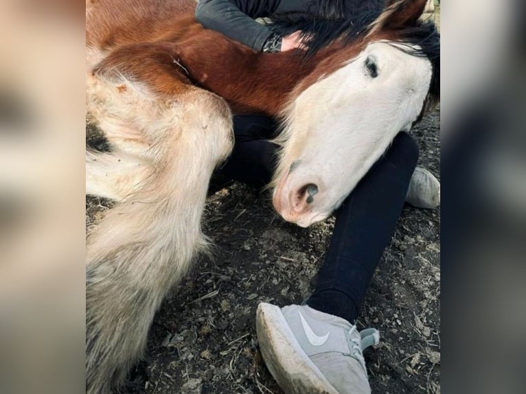 Shire Horse Wallach 1 Jahr in Deggendorf