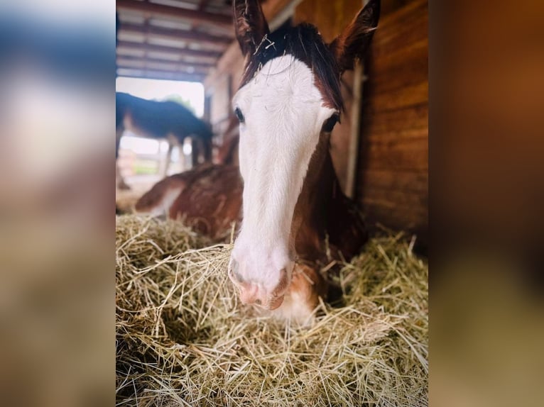 Shire Horse Wallach 1 Jahr in Deggendorf