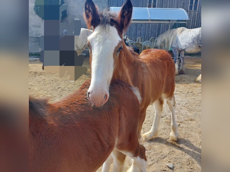 Shire Horse Wallach 2 Jahre 165 cm Hellbrauner in Bad Füssing