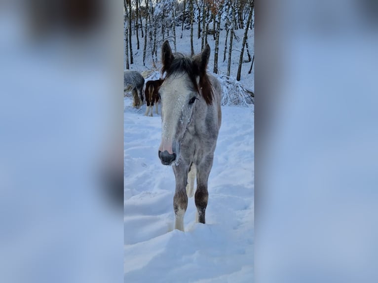 Shire Horse Wallach 2 Jahre 170 cm Kann Schimmel werden in Bad F&#xFC;ssing