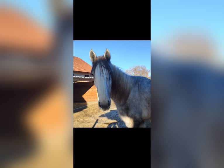 Shire Horse Wallach 2 Jahre 170 cm Kann Schimmel werden in Bad F&#xFC;ssing