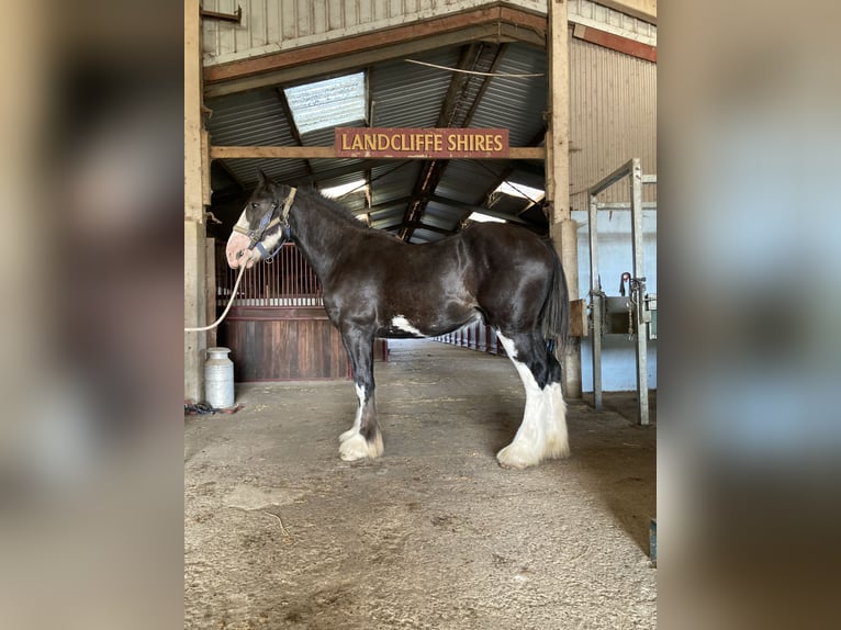 Shire Horse Wallach 2 Jahre 173 cm Rappe in York