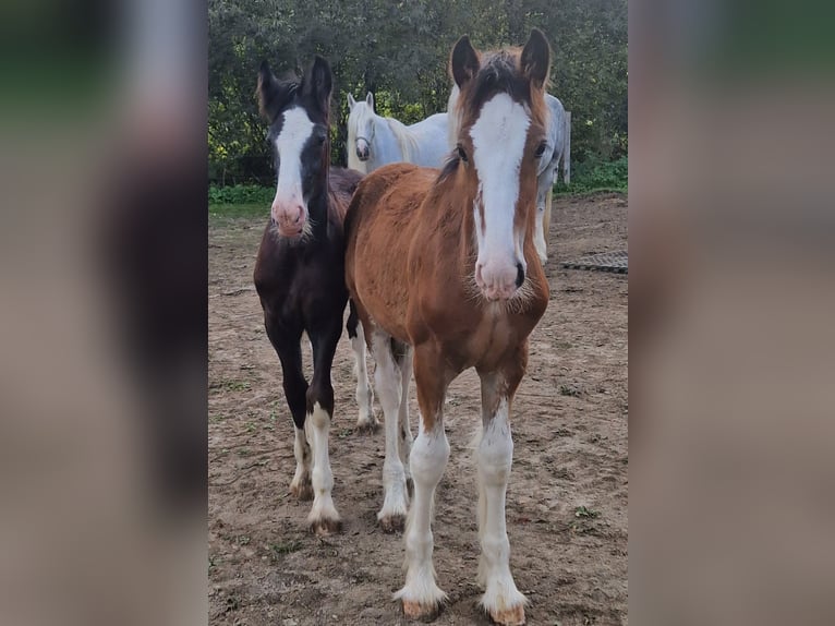 Shire Horse Wallach 2 Jahre 175 cm Rappe in Ried im Innkreis