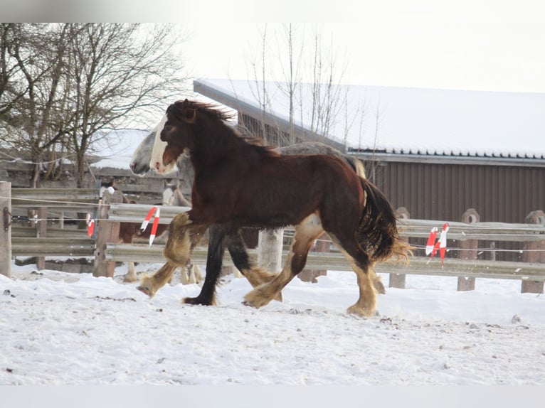 Shire Horse Wallach 2 Jahre 180 cm Brauner in Bad Füssing