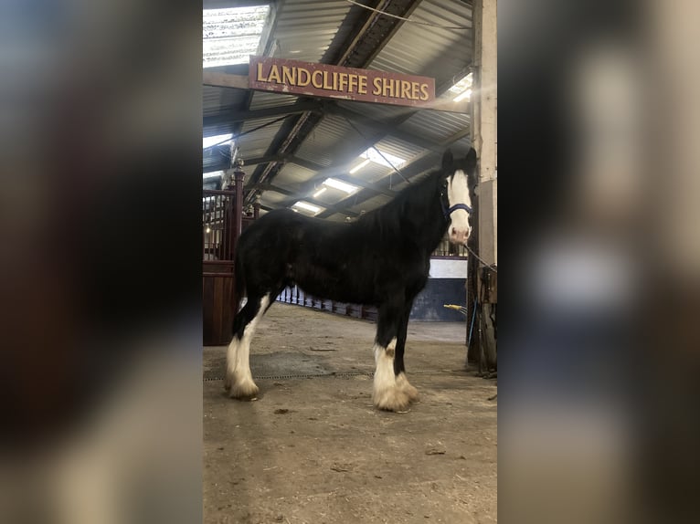Shire Horse Wallach 2 Jahre 183 cm Rappe in York