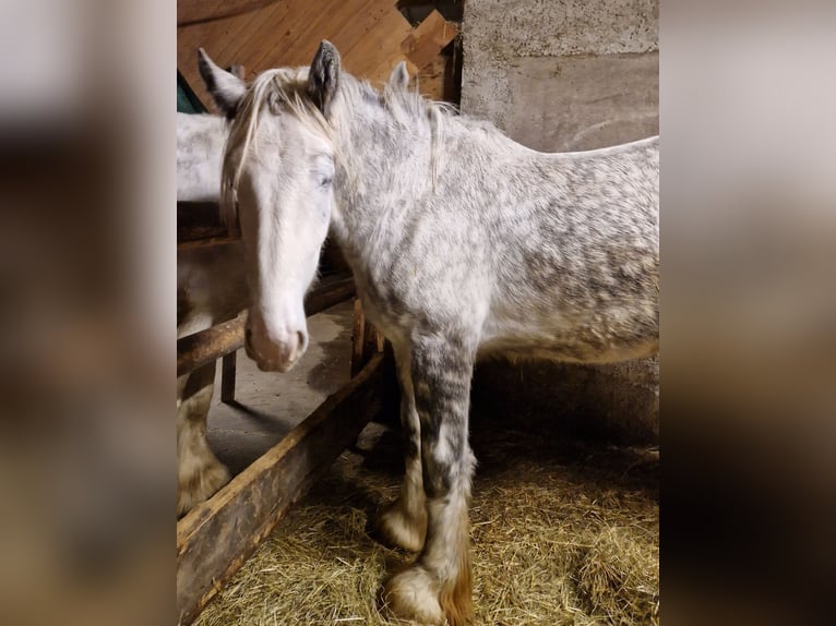 Shire Horse Wallach 3 Jahre 145 cm Schimmel in Bad Füssing