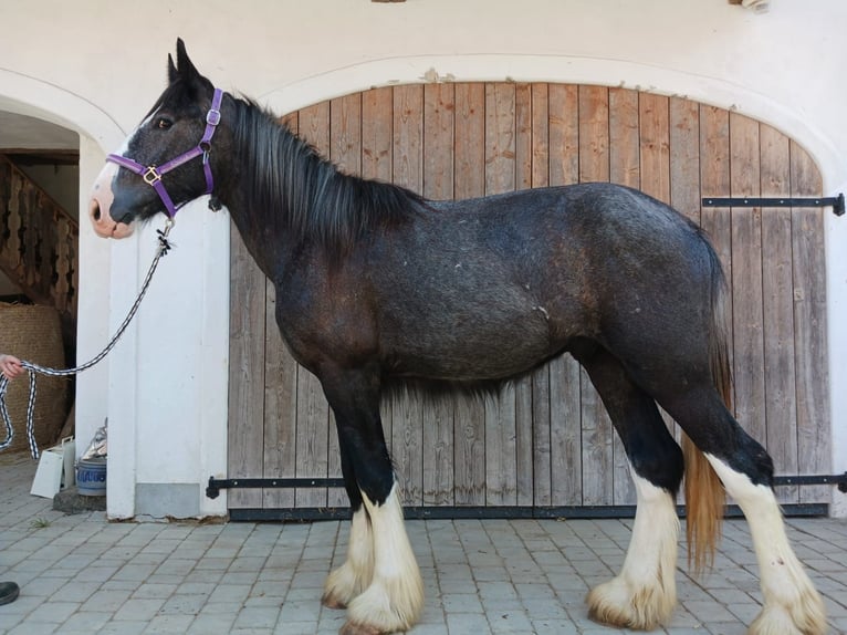 Shire Horse Wallach 3 Jahre 175 cm Rappe in Ried im Innkreis