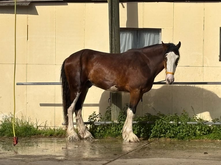 Shire Horse Wallach 3 Jahre 176 cm Roan-Bay in Effingen