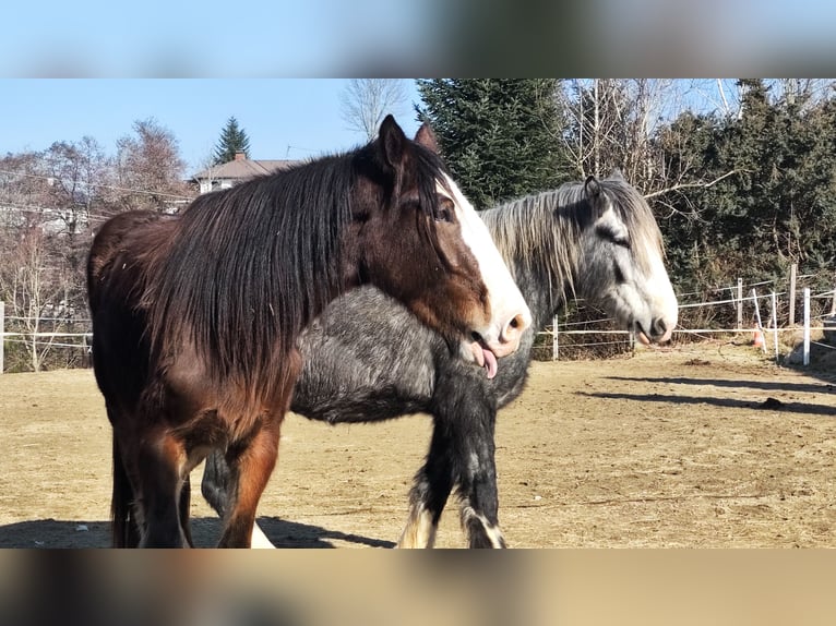 Shire Horse Wallach 3 Jahre 182 cm Brauner in Ried im Innkreis